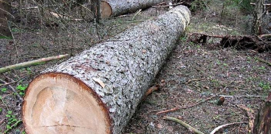 В Чебаркульском районе мужчина скончался под упавшим деревом