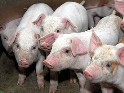 В Челябинской области построят крупный свинокомплекс